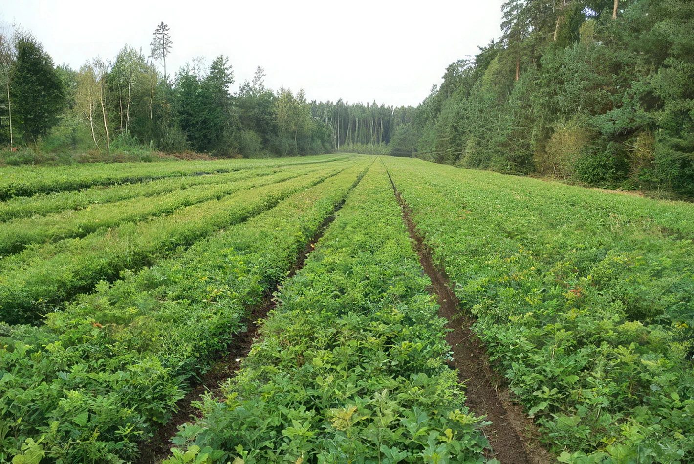Středisko - Intro obrázek