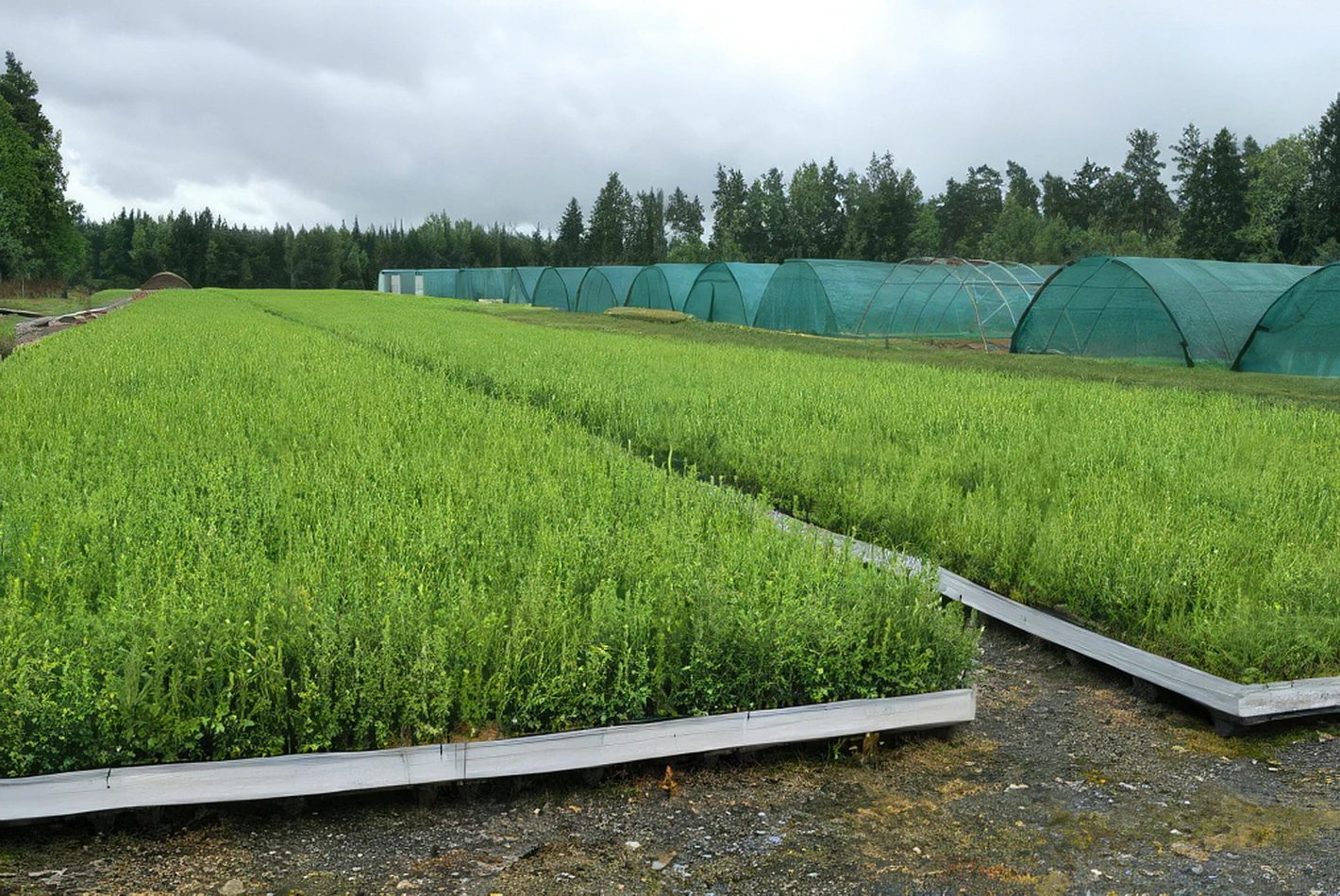 Středisko - Intro obrázek