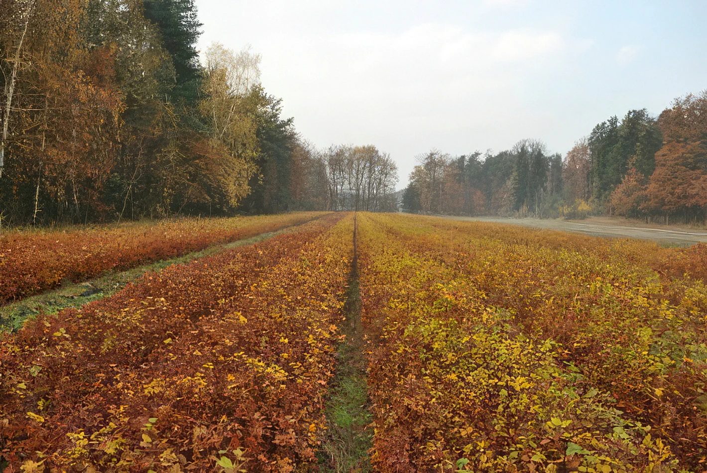 Středisko - Intro obrázek