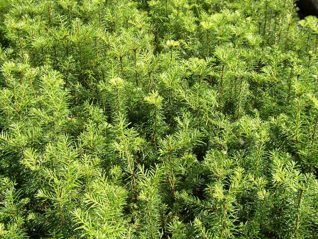 Foto Pseudotsuga menziesii (Douglaska tisolistá)