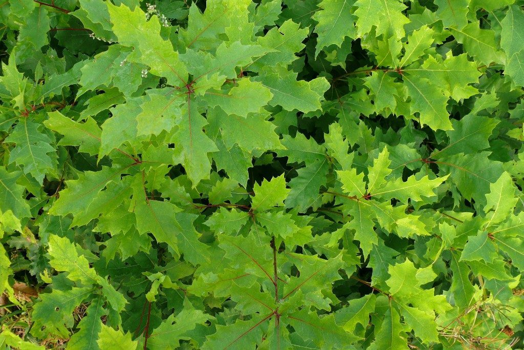 Foto Quercus rubra (Dub červený)