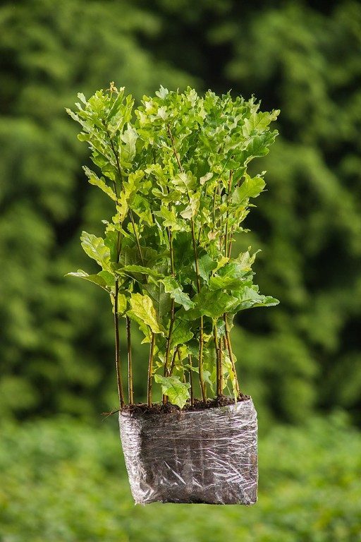 Foto Quercus robur (Dub letní)
