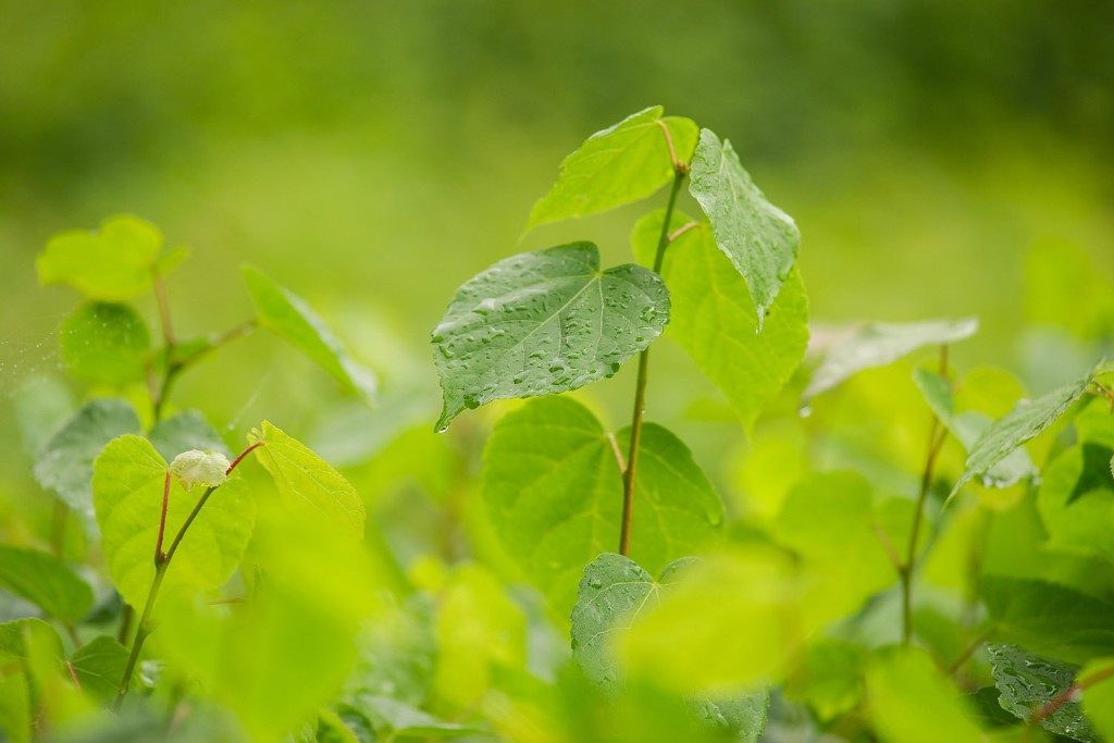 Foto Tilia cordata (Lípa malolistá)