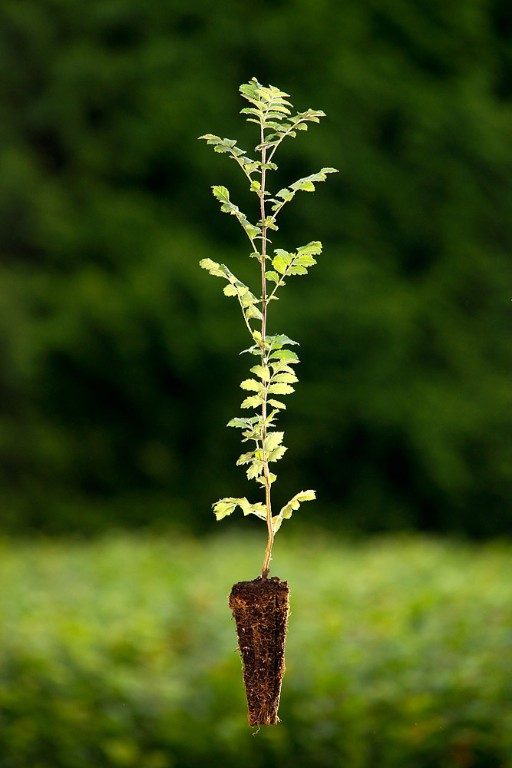 Foto Sorbus domestica (Jeřáb oskeruše)