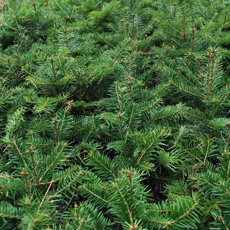 Foto Abies bornmulleriana (Jedle Bornmullerova)
