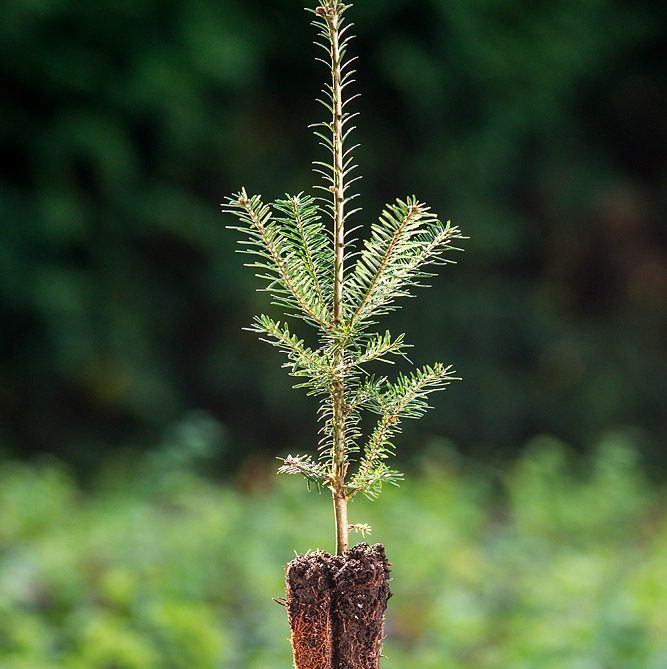 Foto Abies fraseri (Jedle Fraserova)
