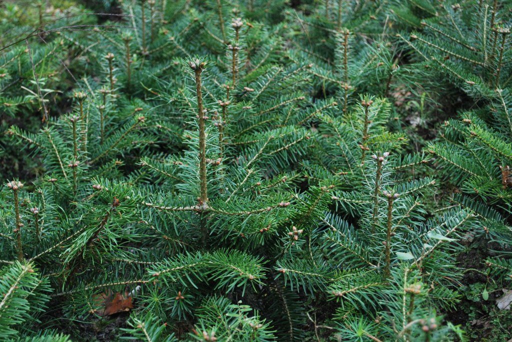 Foto Abies nordmanniana (Jedle kavkazská)