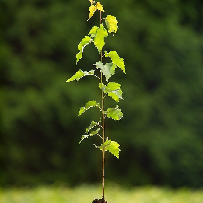 Foto Betula pendula (Bříza bělokorá)