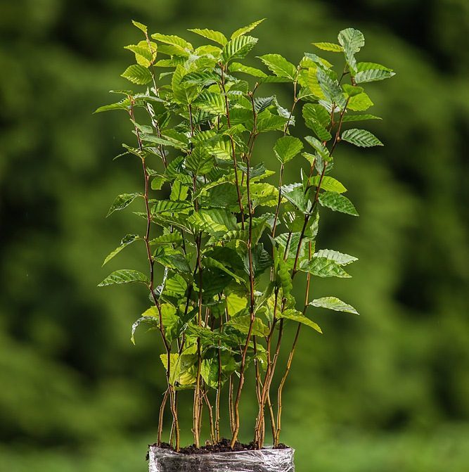 Foto Carpinus betulus (Habr obecný)