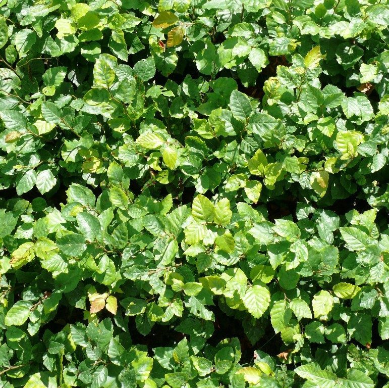 Foto Fagus sylvatica (Buk lesní)