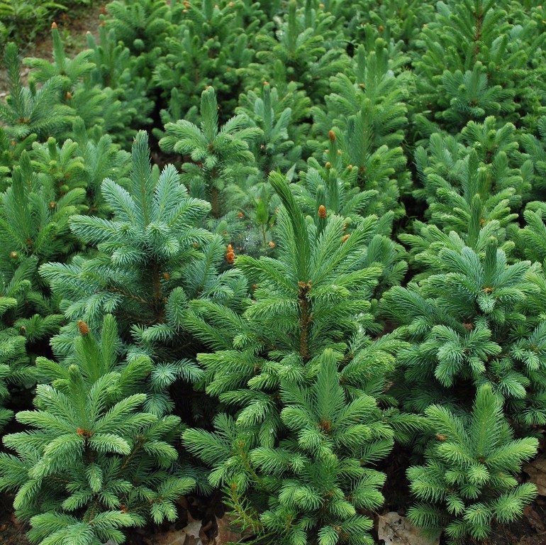 Foto Picea pungens f. glauca (Smrk pichlavý f. glauca)