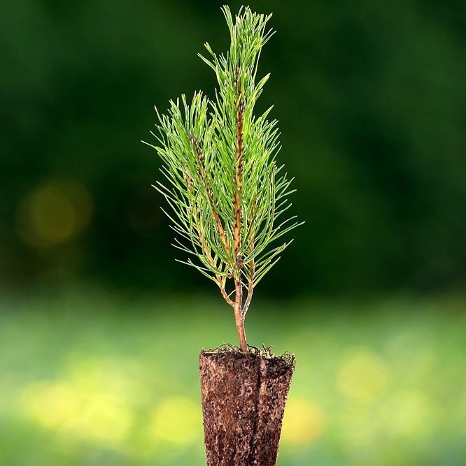 Foto Pinus mugo (Borovice kleč)