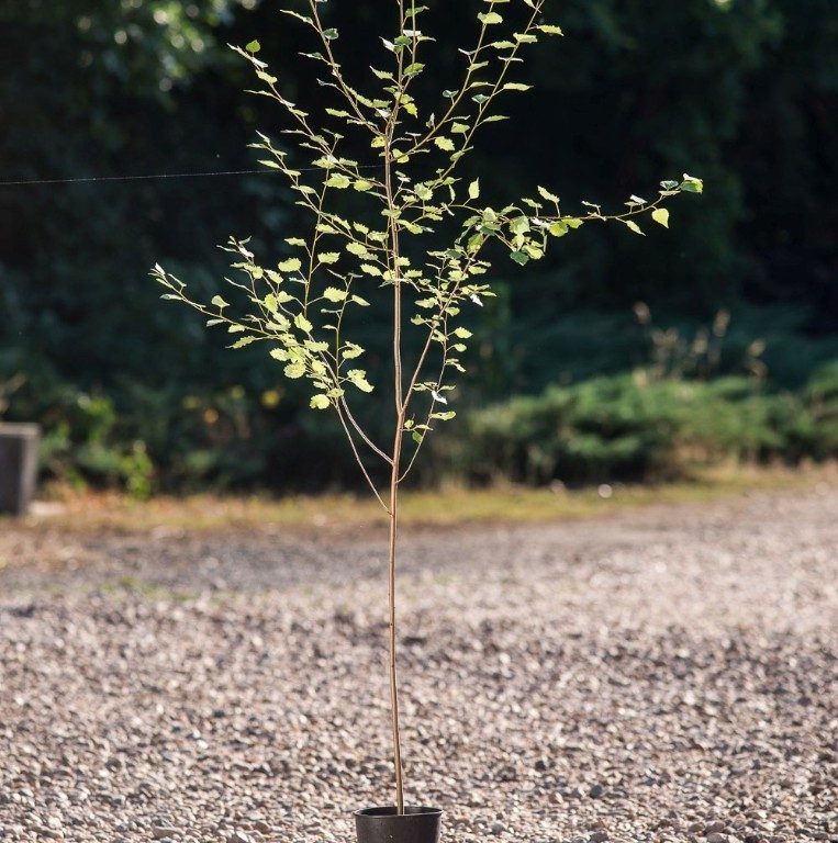 Foto Populus tremula (Topol osika)