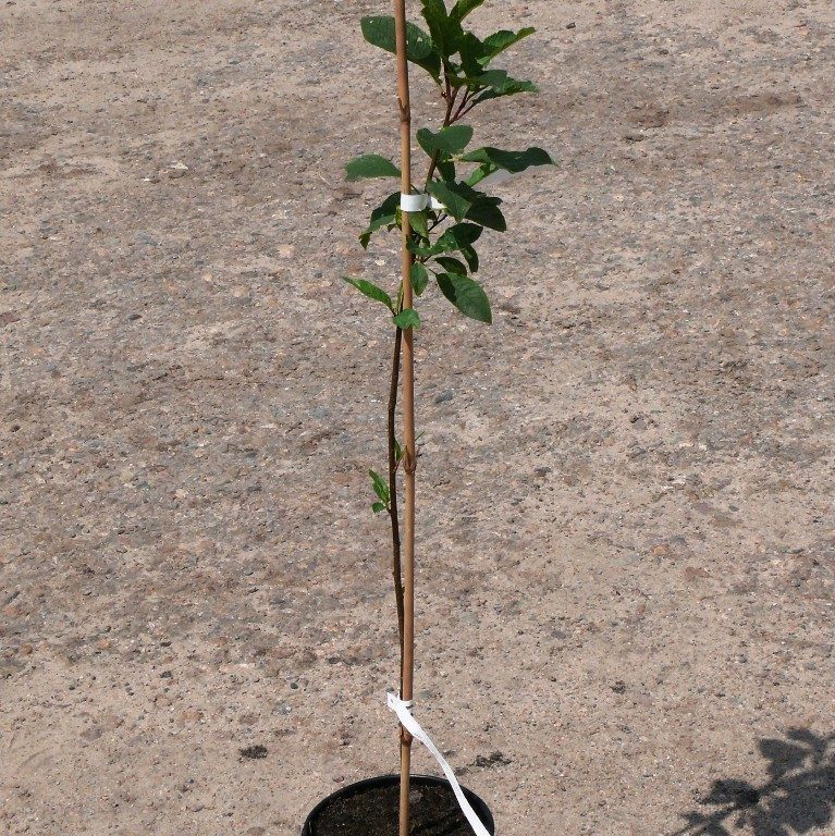 Foto Prunus padus (Střemcha obecná)