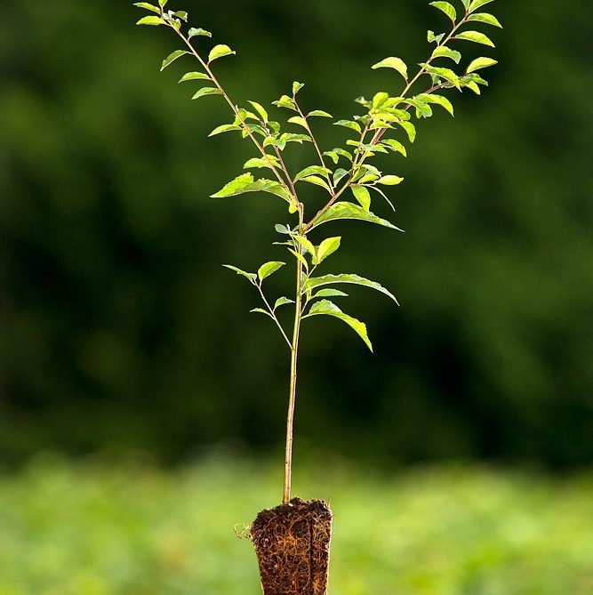Foto Prunus spinosa (Trnka obecná)