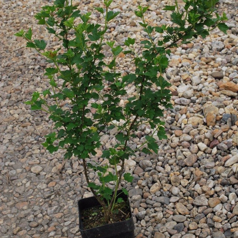 Foto Ribes alpinum (Meruzalka alpská)