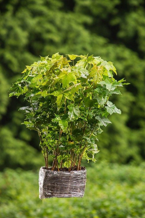 Foto Acer platanoides (Javor mléč)