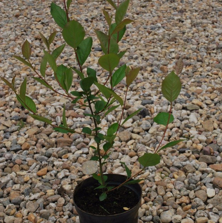 Foto Prunus cerasifera (Myrobalán třešňový)