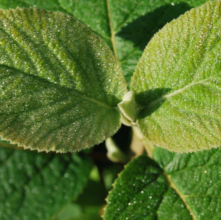 Foto Viburnum lantana (Kalina tušalaj)