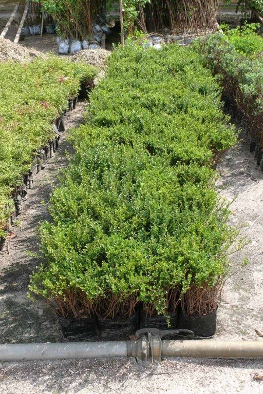 Foto Cotoneaster horizontalis (Skalník vodorovný)