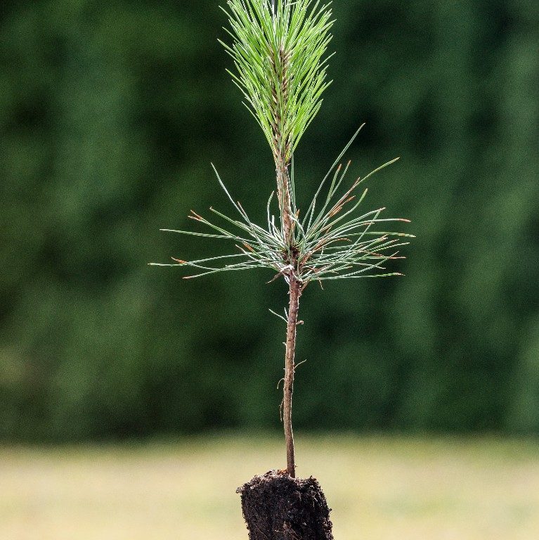 Foto Pinus jeffreyi (Borovice Jeffreyova)