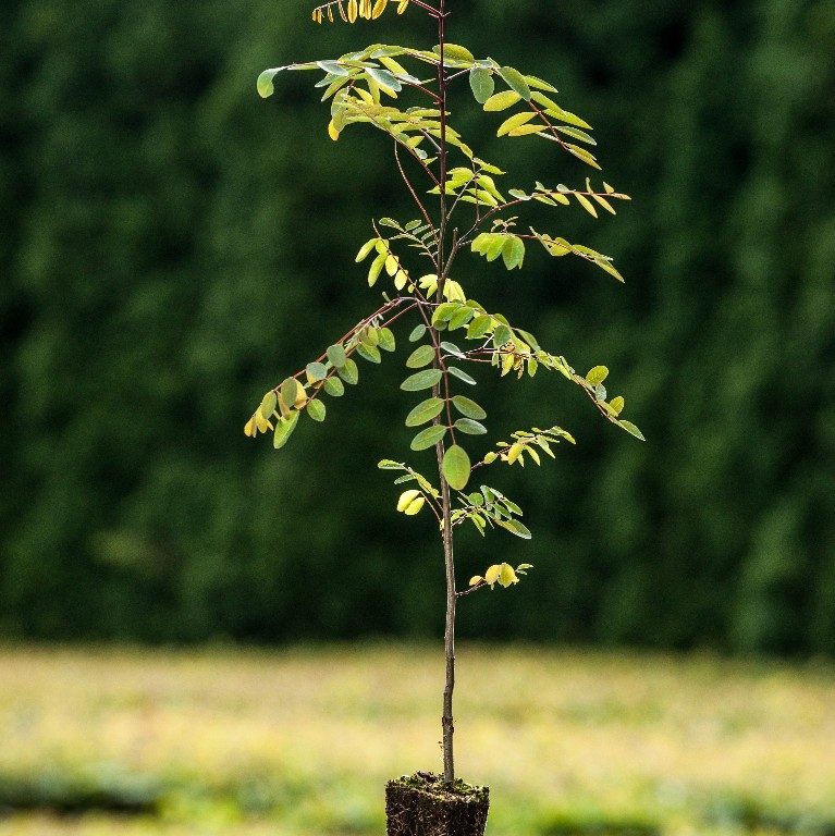 Foto Robinia pseudoacacia (Trnovník akát)