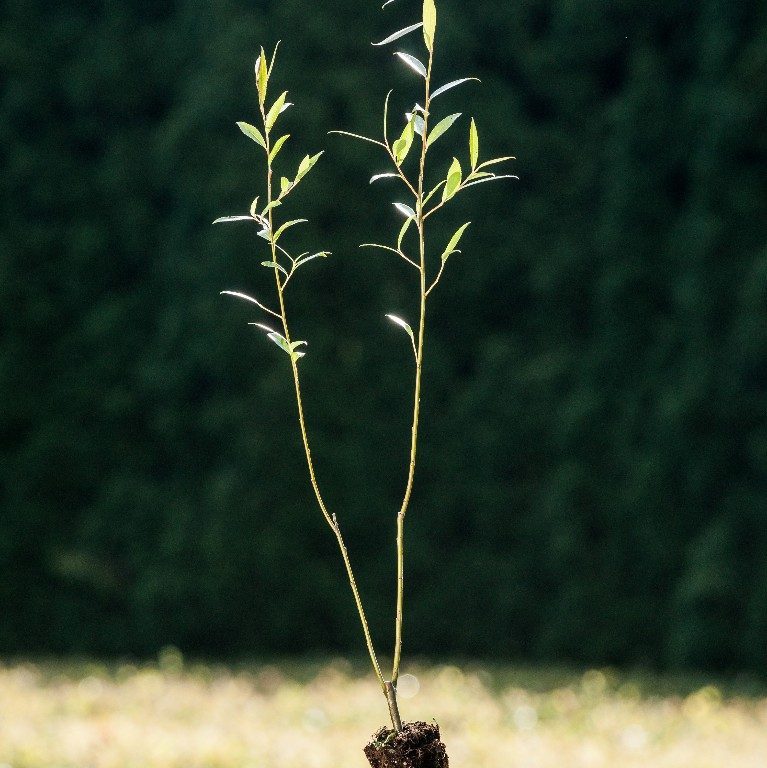 Foto Salix alba (Vrba bílá)