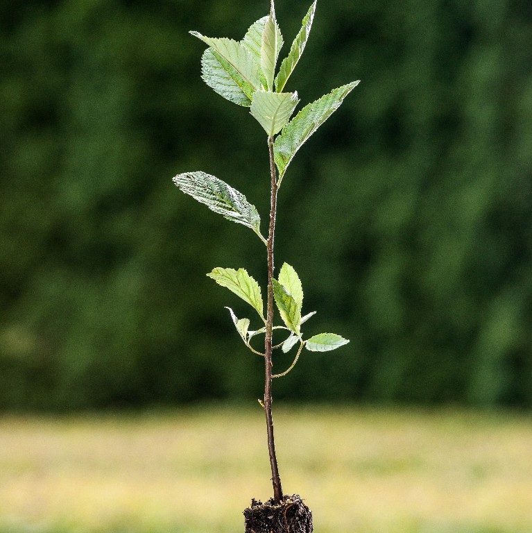 Foto Sorbus aria (Jeřáb muk)
