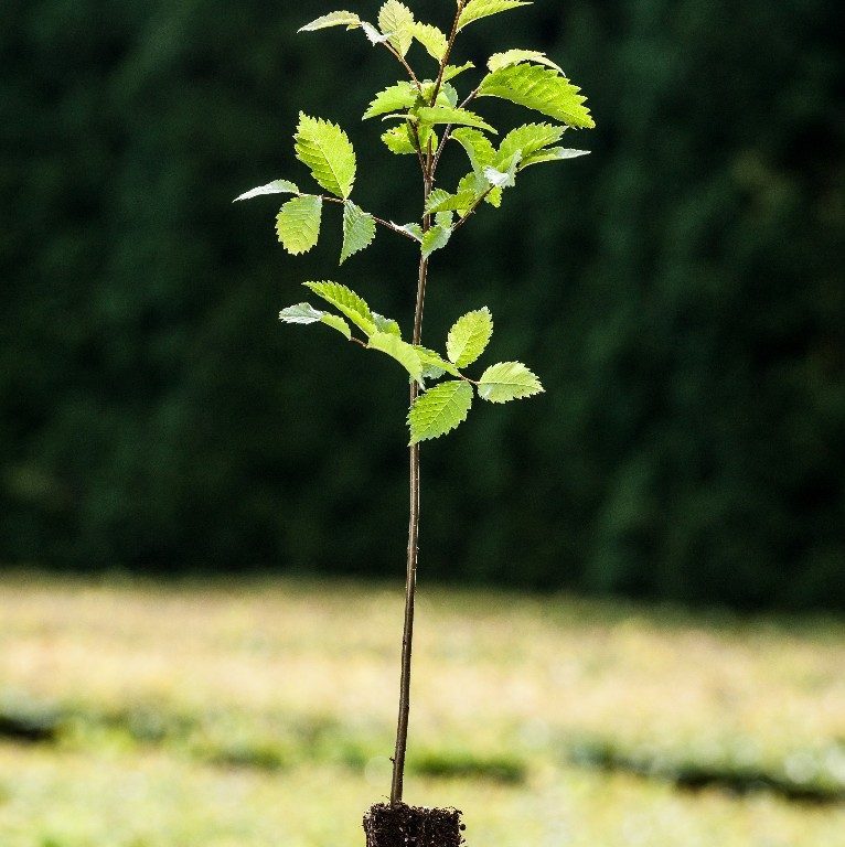 Foto Ulmus laevis (Jilm vaz)