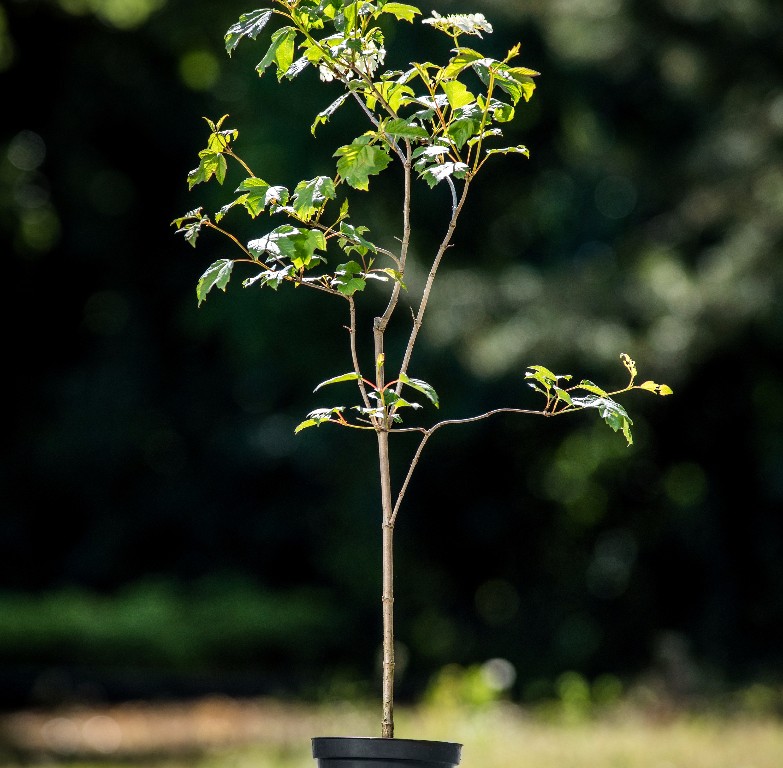 Foto Viburnum opulus (Kalina obecná)
