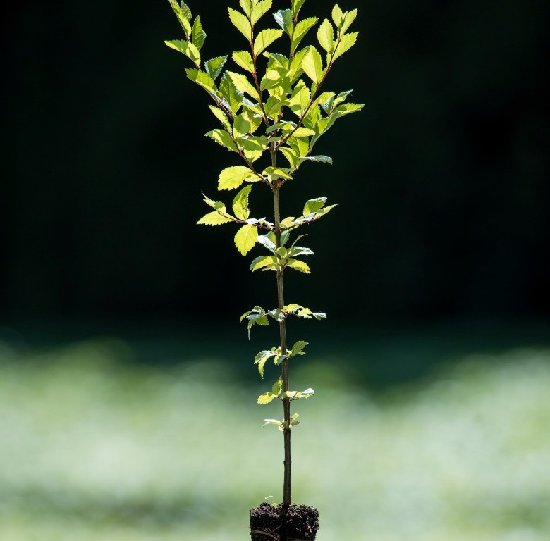 Foto Ulmus pumila (Jilm sibiřský)