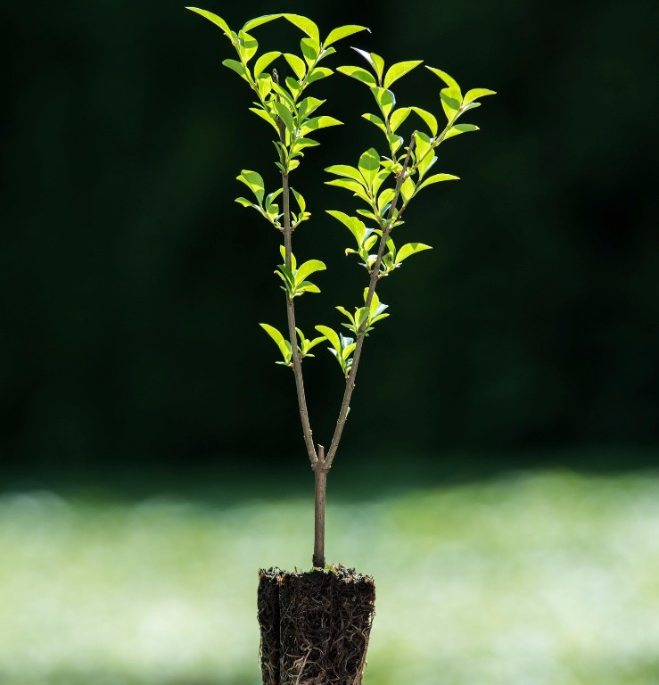 Foto Ligustrum ovalifolium (Ptačí zob vejčitolistý)