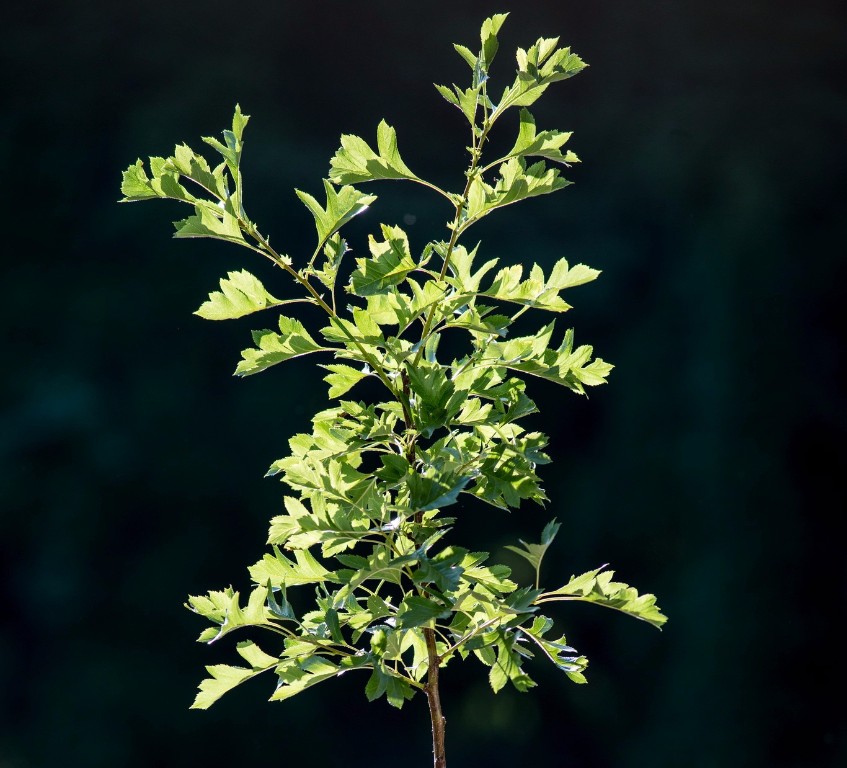 Foto Crataegus pinnatifida raný (Hloh peřenoklaný raný)