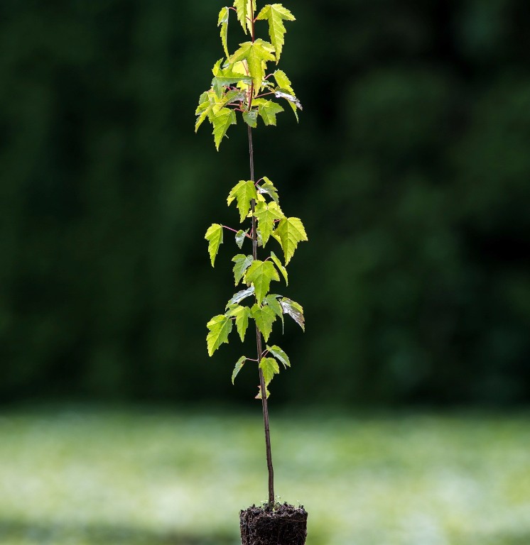 Foto Acer ginnala (Javor ginala)
