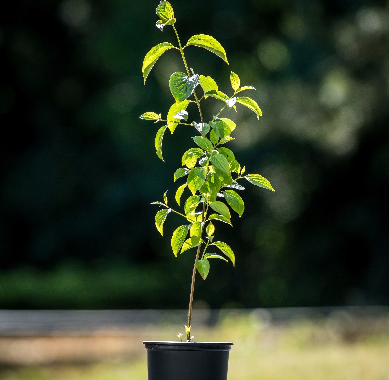 Foto Cornus sanguinea (Svída krvavá)