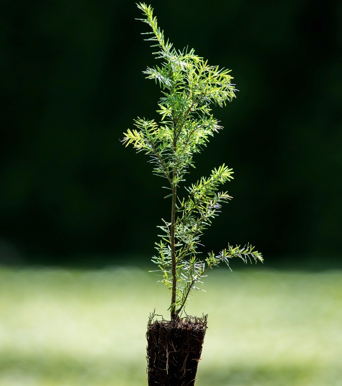 Foto Tsuga heterophylla (Jedlovec západoamerický)