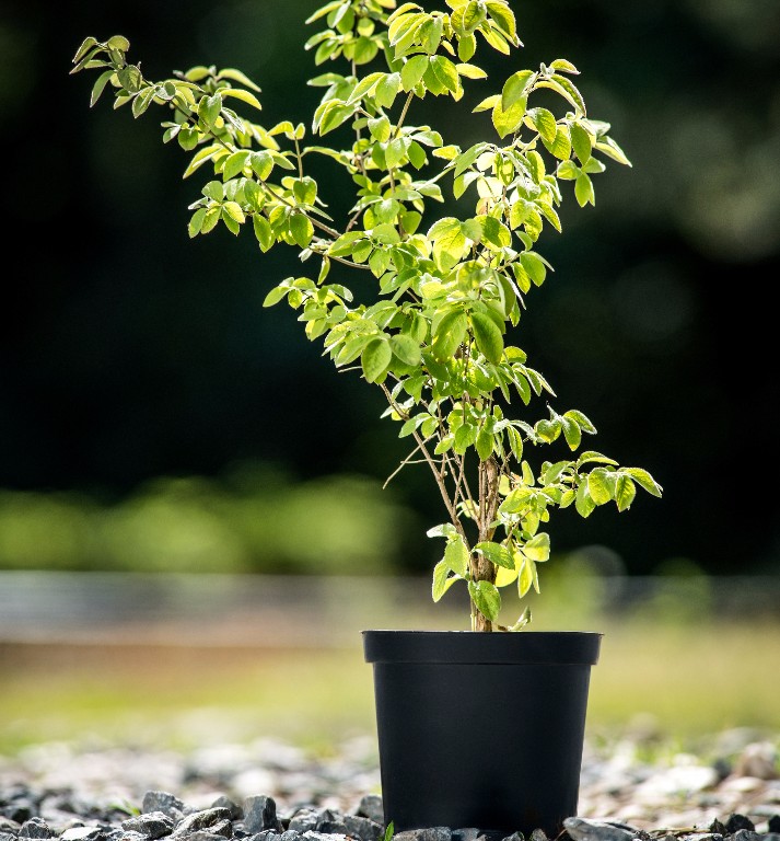 Foto Lonicera xylosteum (Zimolez pýřitý)