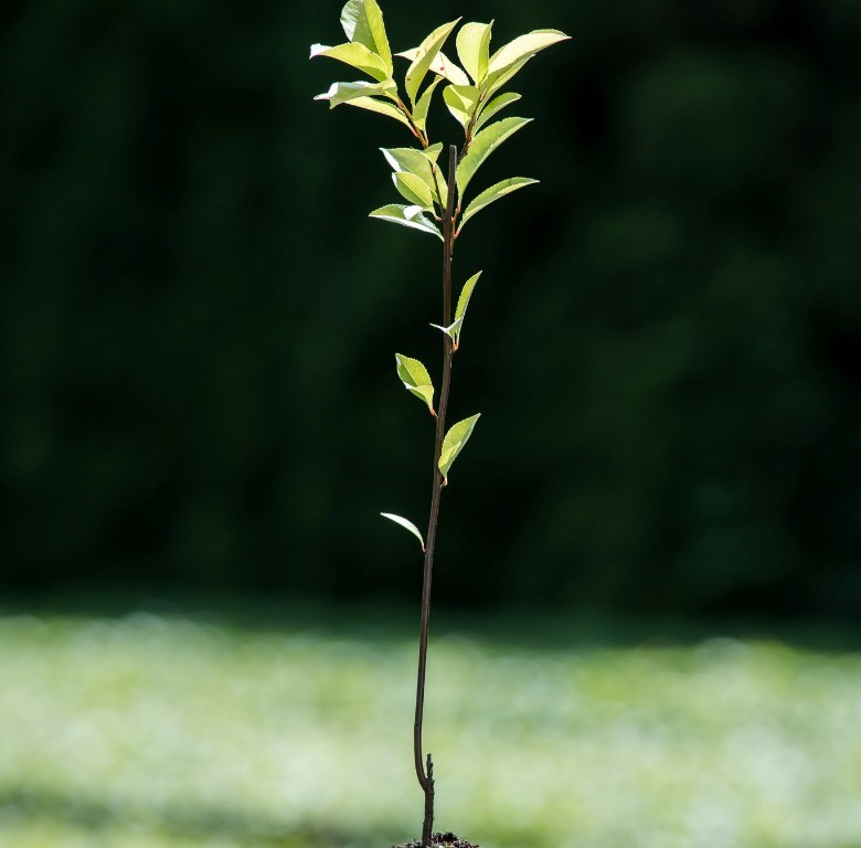 Foto Prunus serotina (Střemcha pozdní)
