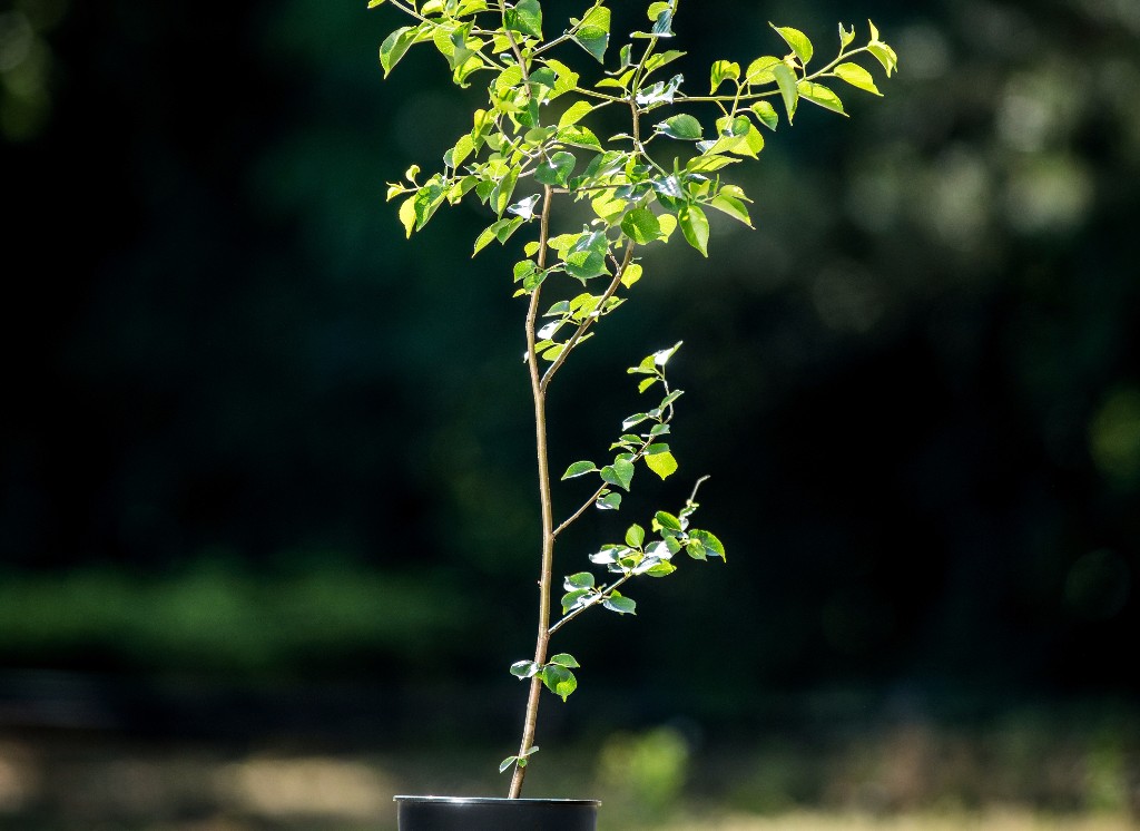Foto Prunus mahaleb (Mahalebka obecná)