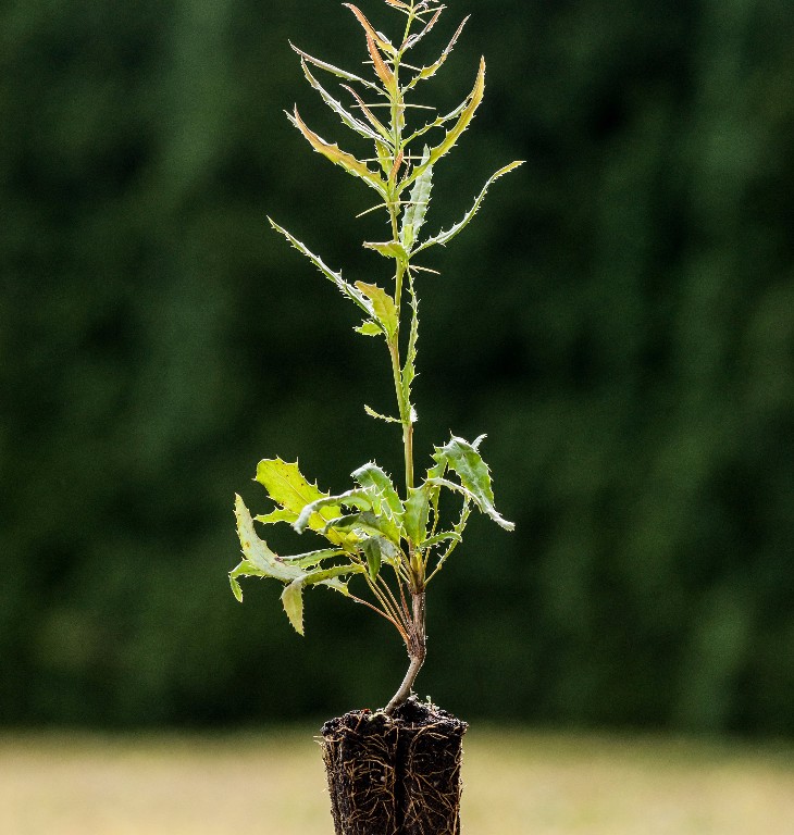 Foto Berberis julianae (Dřišťál Juliin)
