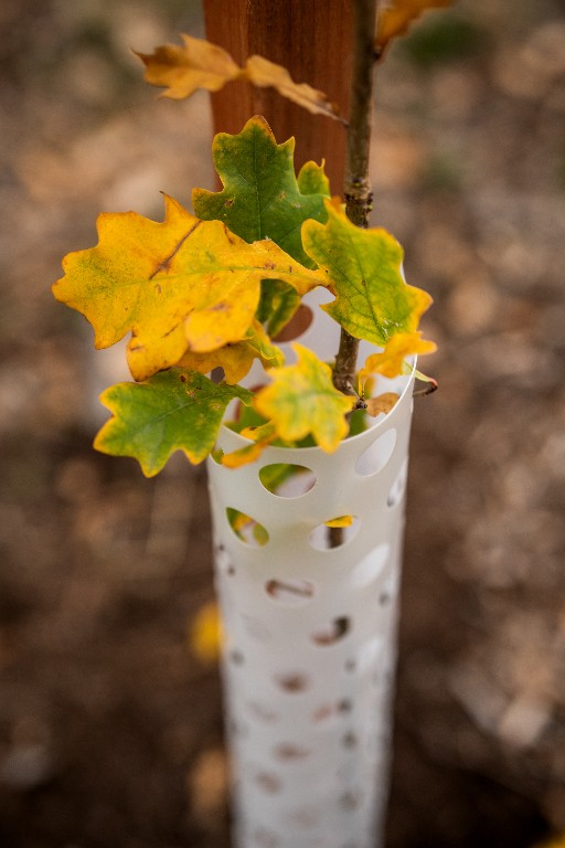 Foto Ochrana proti okusu Light (výška 78 cm, průměr 80 mm), lehká, recyklovatelná, PE
