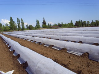 Foto Netkaná textilie proti mrazu, 30g/m2, šířka 630cm, barva bílá, 100m
