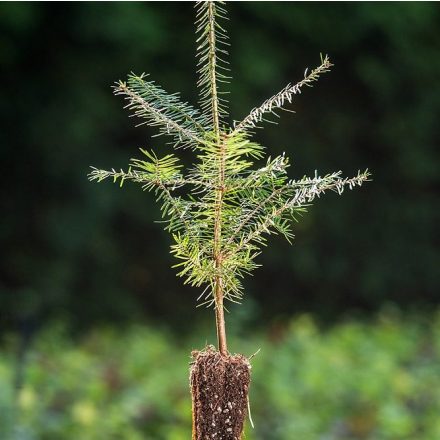 Foto Abies balsamea (Jedle balzámová)