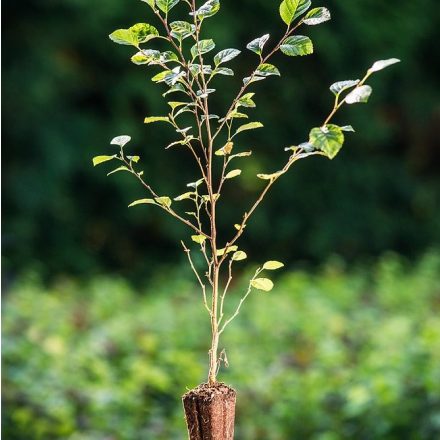Foto Alnus viridis (Olše zelená)