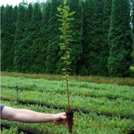 Foto Metasequoia glyptostroboides (Metasekvoje čínská)