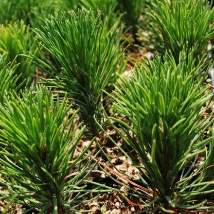 Foto Pinus mugo ssp. pumilio (Borovice kleč ssp. pumilio)