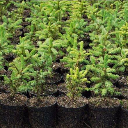 Foto Picea engelmannii (Smrk Engelmanův)