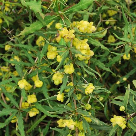 Foto Berberis gagnepainii (Dřišťál Gagnepainův)