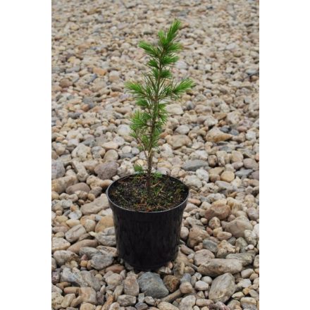 Miniatura Cedrus atlantica (Cedr atlaský) - kontejner