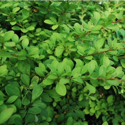 Foto Berberis thunbergii (Dřišťál Thunbergův)